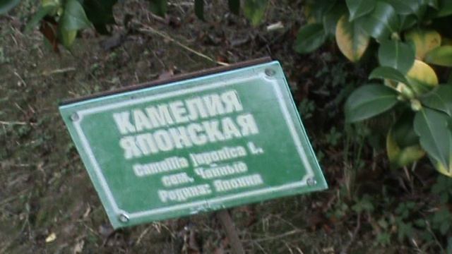 138з ДЕНДАРИ ПАРК СОЧИ