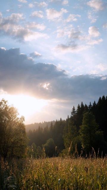 Туманное утро