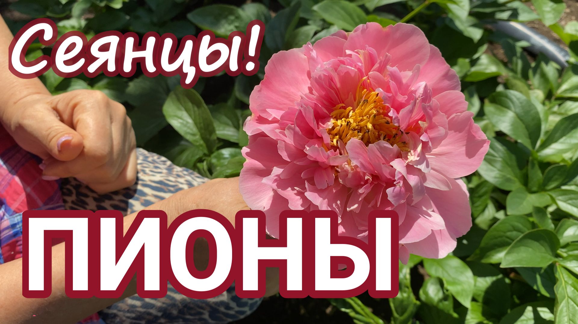 От бутона до бутона! Сеянцы Ворошиловой!САД ВОРОШИЛОВОЙ