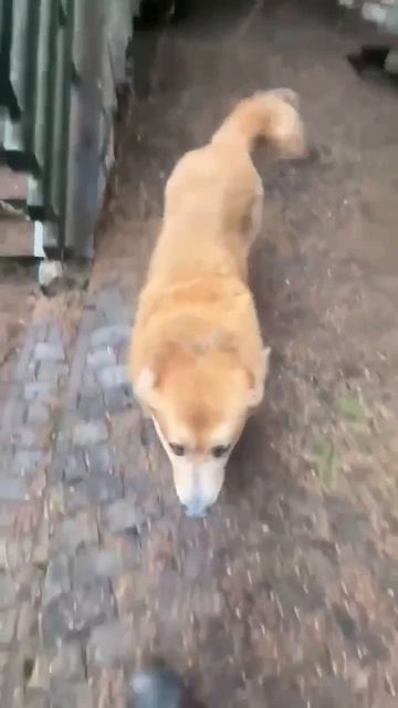 Забери  рыжую красавицу САО Лину  Пост в описании  сао собака алабай любовь