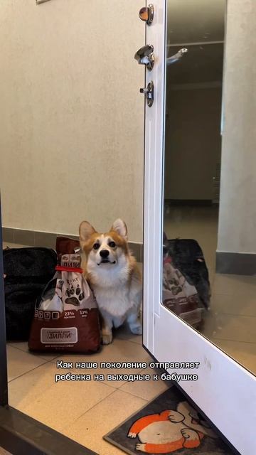 С Коржом парой идет корм Дилли: 1603279833