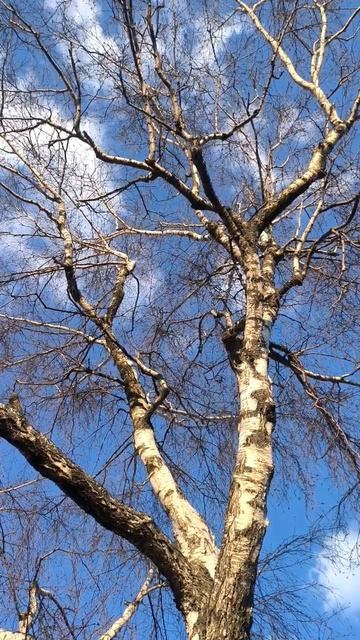 Береза весной