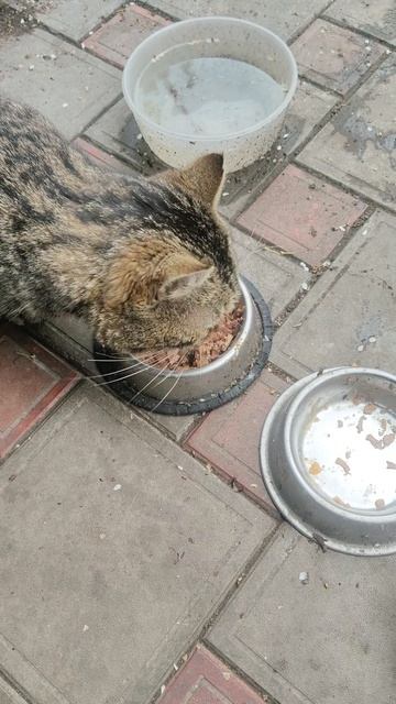 Ганс заскочил перекусить.
БелыйАнгел помощьживотным Ганс