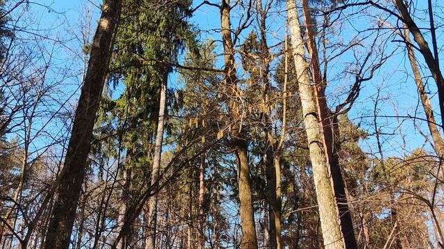 Как цветет орешник. Цветущая лещина