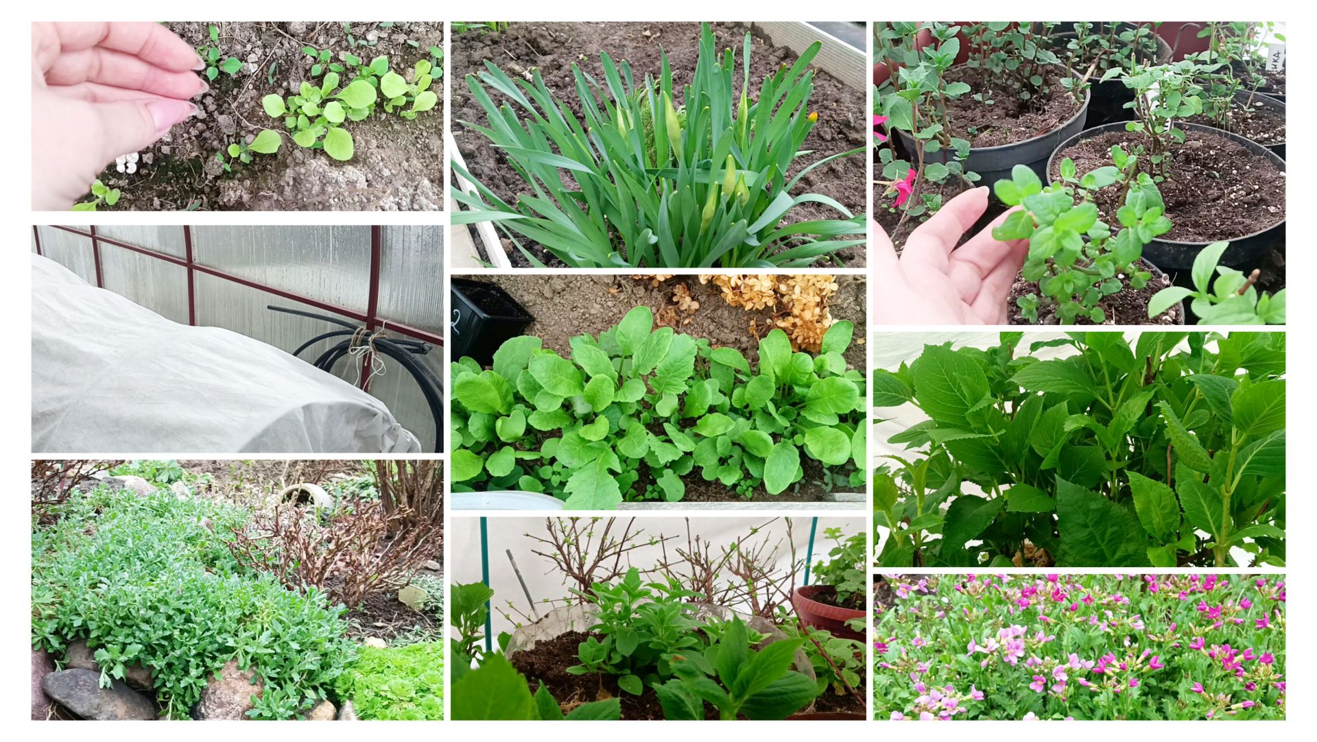 Зацвел арабис. Цветы в теплице пережидают холод. Ждём тепла чтобы заняться делами в саду и огороде.