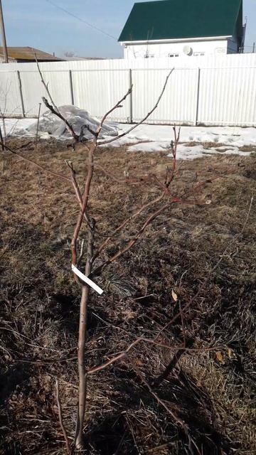 Безымянная груша и яблоня Мечтательница после зимы 2026 года