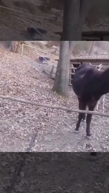 Video_2026-03-05_12-59-47