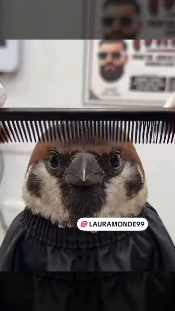 Смешные видео