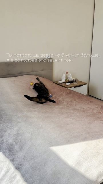 котики как дети