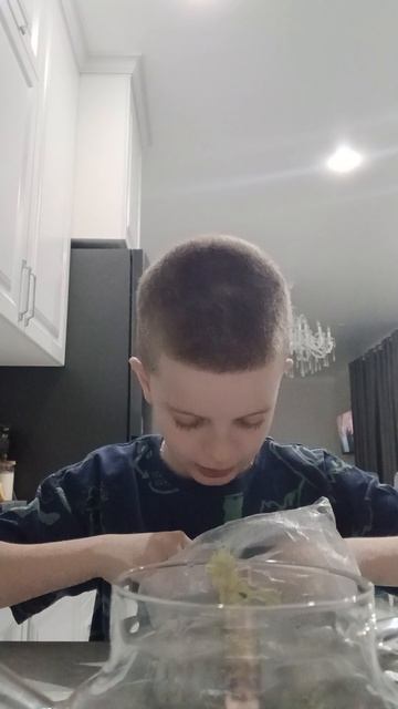 чай на травах