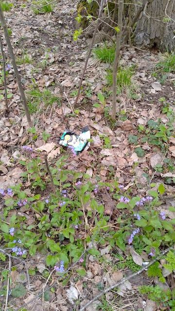 Шмель и цветы