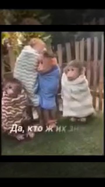 Обезьянки говорят.