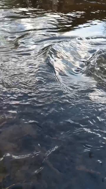 Классно вот так посидеть на берегу речки послушать звуки природы 

весна апрель весна2026 реч