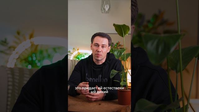 Стрелиция Николая: как вырастить гигантский райский цветок в квартире