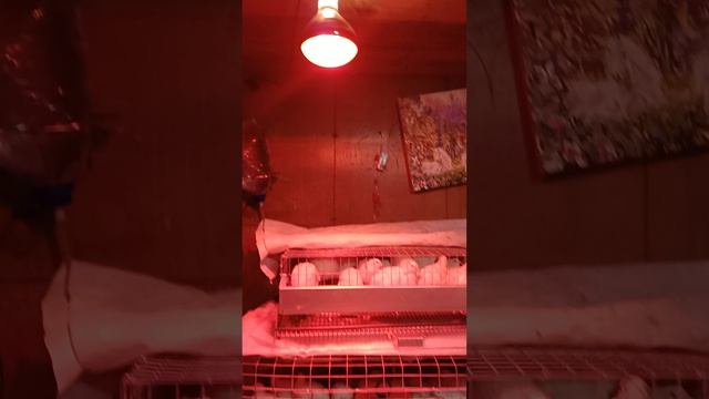 Пополнение перепелов  инфракрасная лампа