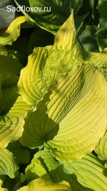 Желтая хоста Sea Gulf Stream