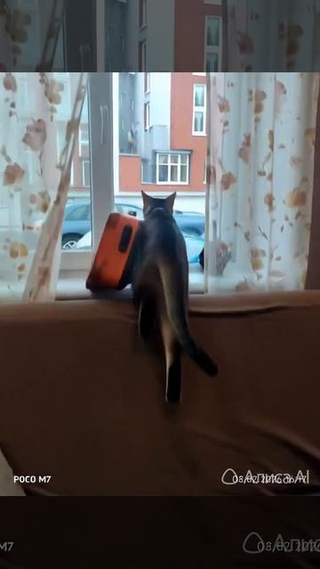 кошка собирает чемодан и прыгает в окно.