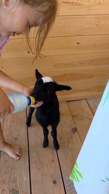 Агротурист Зоя кормит ягнёнка Гаврюшу