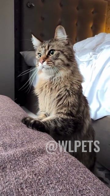 Смешные и милые котики животные кошки котики