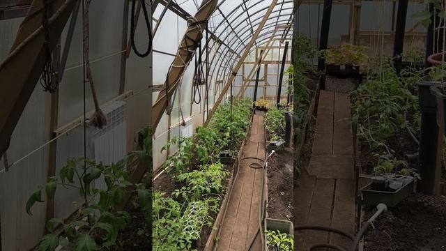 теплица ежедневный осмотр 24 апреля теплица дача садоводничество огород уходзатеплицей