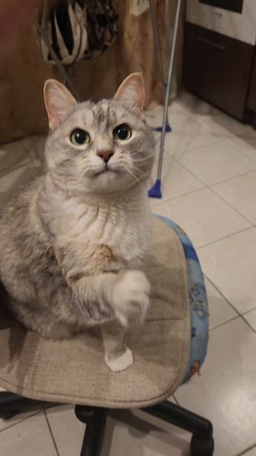 Котик играет с фантиком