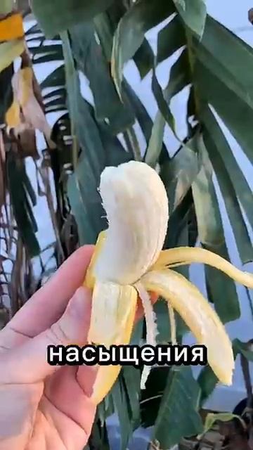 Самые полезные фрукты в мире!