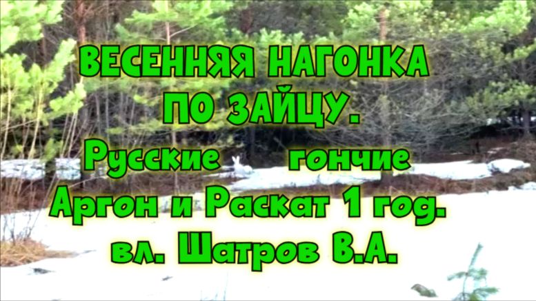 ВЕСЕННЯЯ НАГОНКА ПО ЗАЙЦУ. Русские гончие Аргон и Раскат 1год.  вл. Шатров В.А.охота топ Hunting