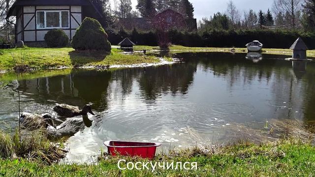 Ура! Утка поселилась в домике!