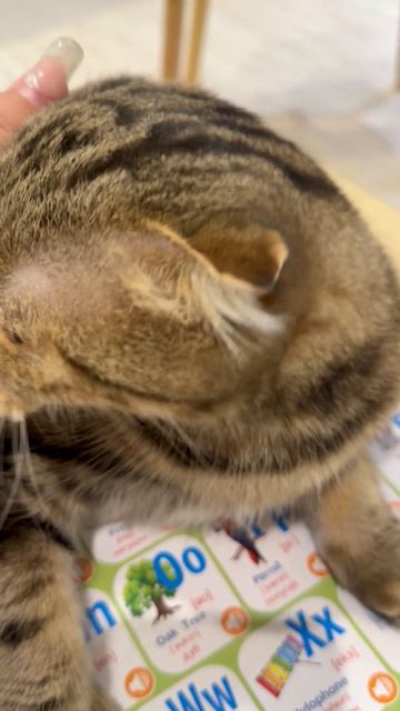 Милая шотландская вислоухая кошечка разговаривает 