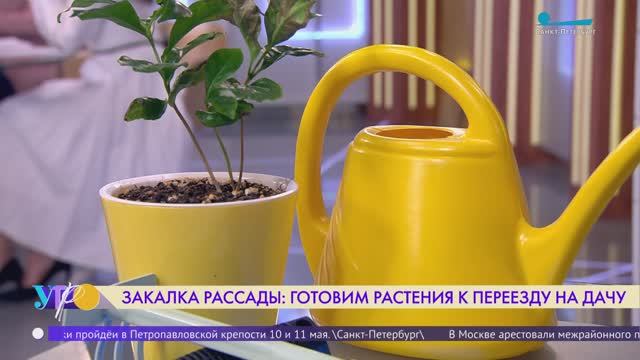 Закалка рассады: готовим растения к переезду на дачу