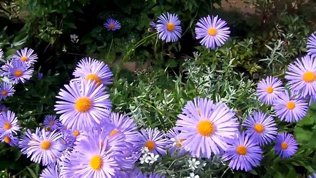 МОСТЫ  ЛЮБВИ