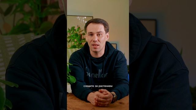 Фикус Мокламе: идеальное дерево для дома и секреты его стойкости