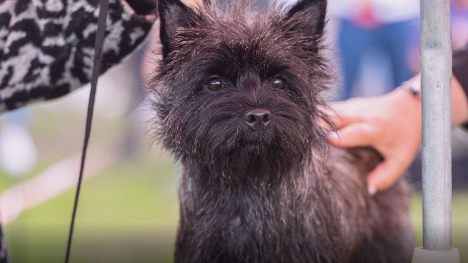 Остроухие камушки - в программе Дело ведёт Мур-р-р