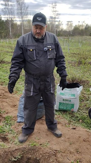 Как правильно высадить голубику?