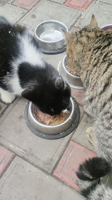 У Шурика растущий организм поэтому кушать надо много.