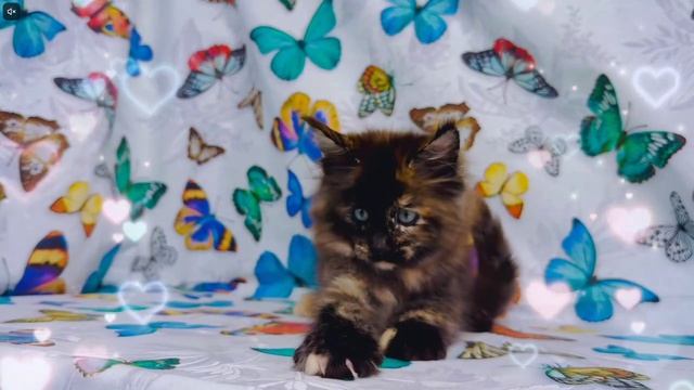 Котята питомника кошек  ЧАРИТОН КУН