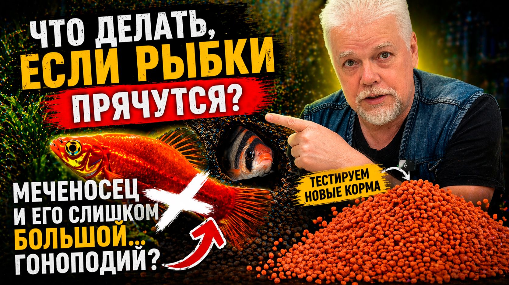 Аквариумные истории из ЭКЗОМЕНЮ 24.04.2026. Что делать если рыбки прячутся?