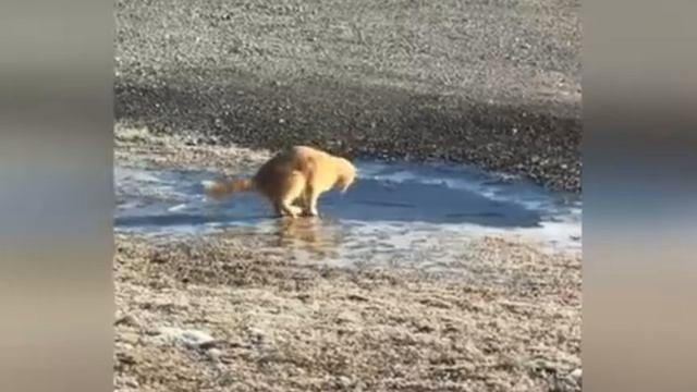 Смешные видео с домашними животными  прикольно и смешно