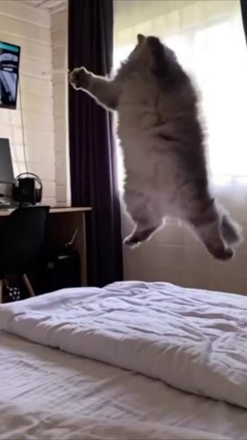 Смешные коты 119-3