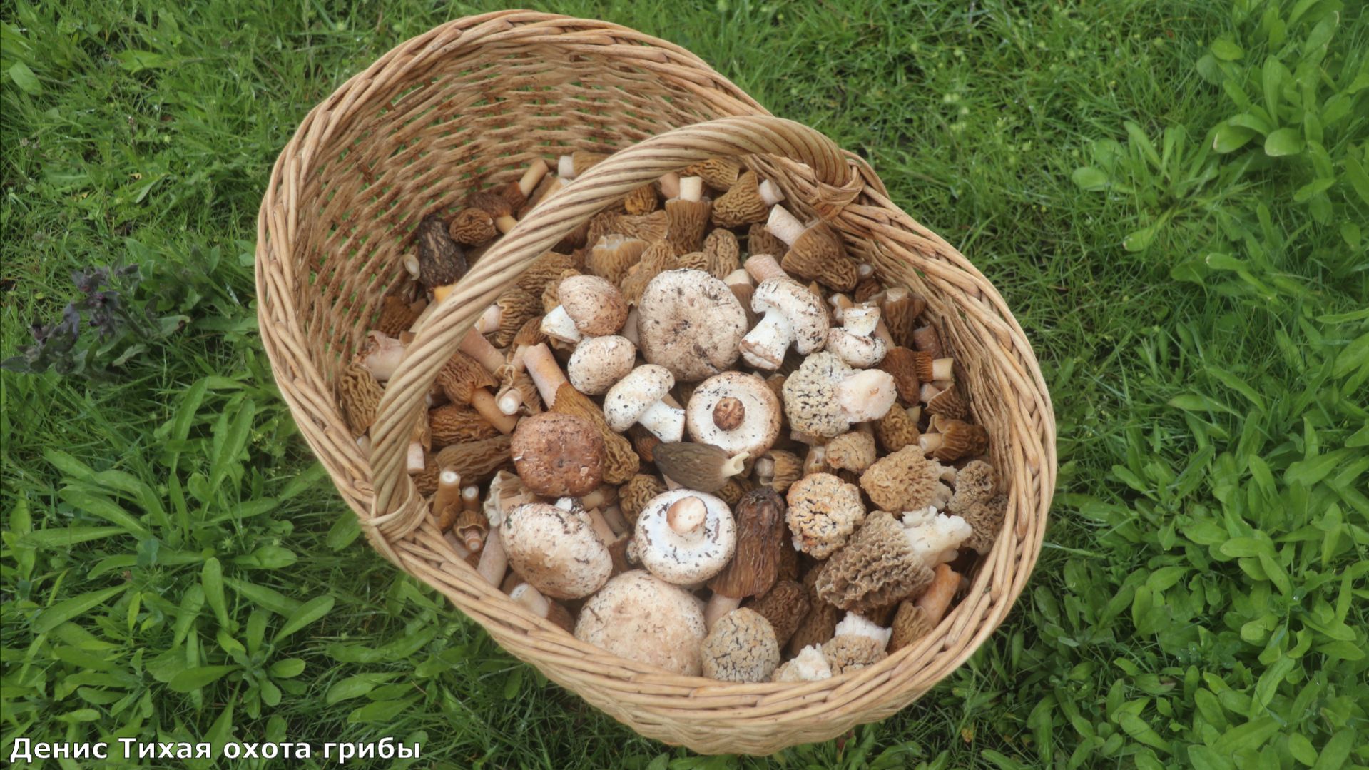 Весенние грибы: От лесных опушек до степных просторов