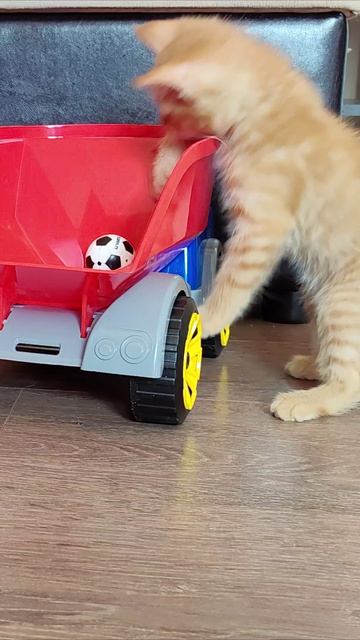 Котенок хочет достать мяч.
