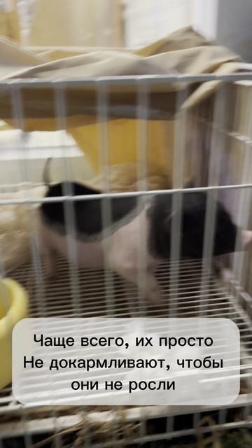 Минипиг - очень популярное домашнее животное в Китае