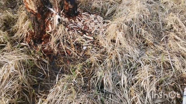 Лоси лебеди и бобровая делянка.