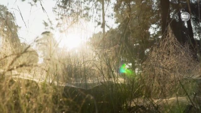 Возьмите на урок: Анна Ахматова Памяти друга