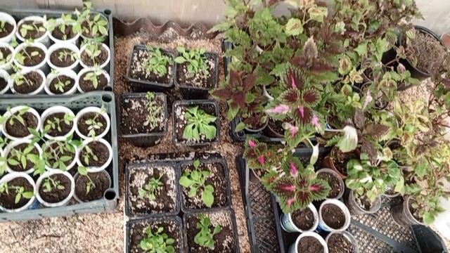 утро начинается в огороде