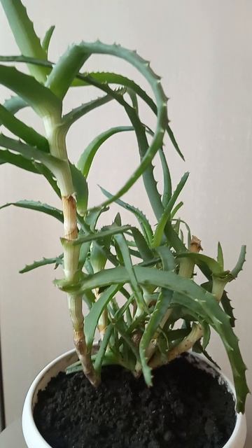 1000039535.mp4Выбросили без жалости