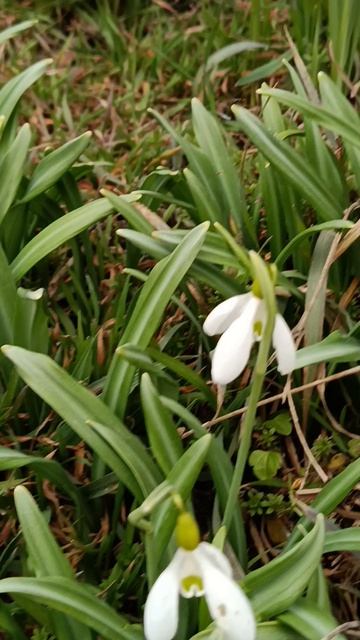 День подснежников!У кого-то раньше тает снегу кого-то позже! У кого-то вовсе снега нет... красота