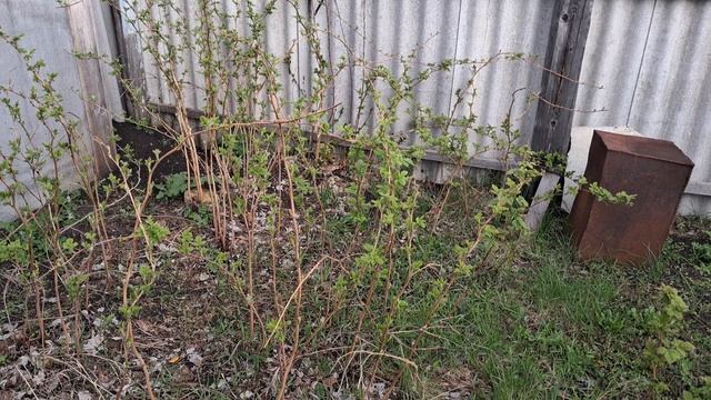 24.04.2026г. 7 утра. Не образцовая дача.