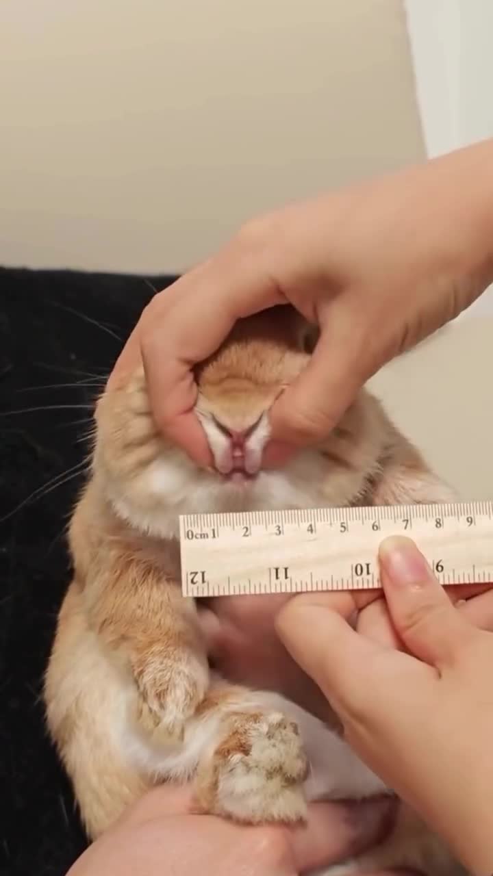 Милые животные видео