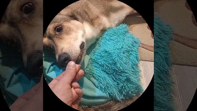 знакомьтесьШаня волк с Алиэкспресс собака собакаест семья Dog Shorts